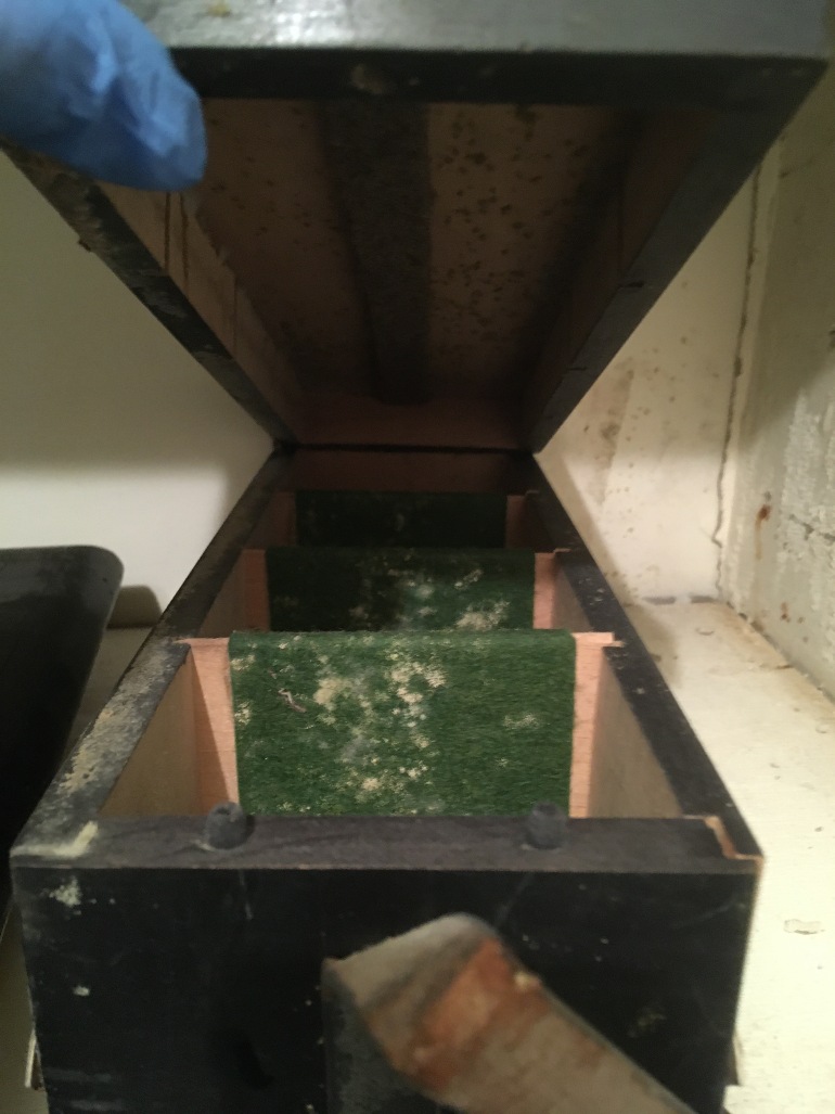 Brown box with white mould inside