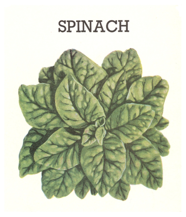 Stylised green spinach leaves