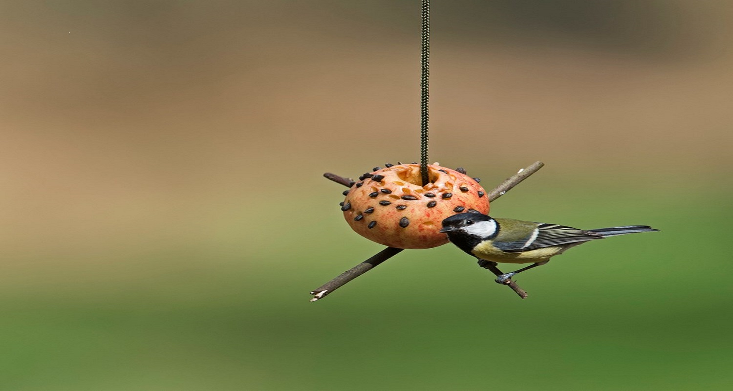 Apple Bird Feeder