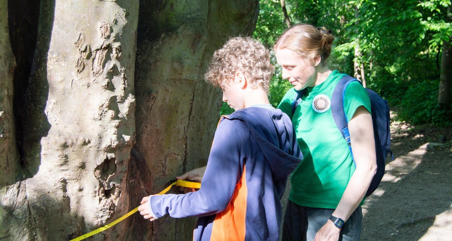 Photo of two people measuring a mature tree