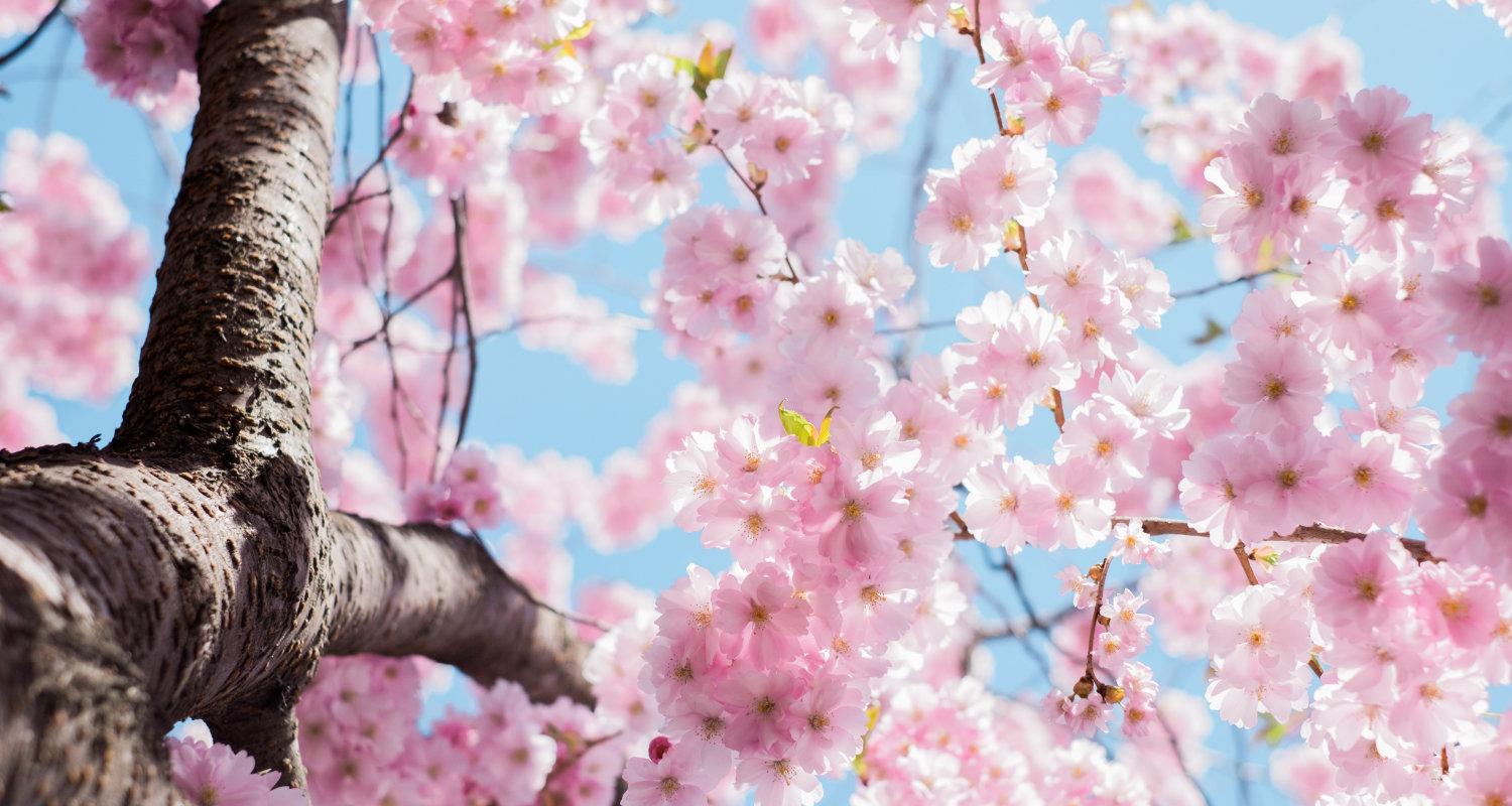 Japanese Blossom