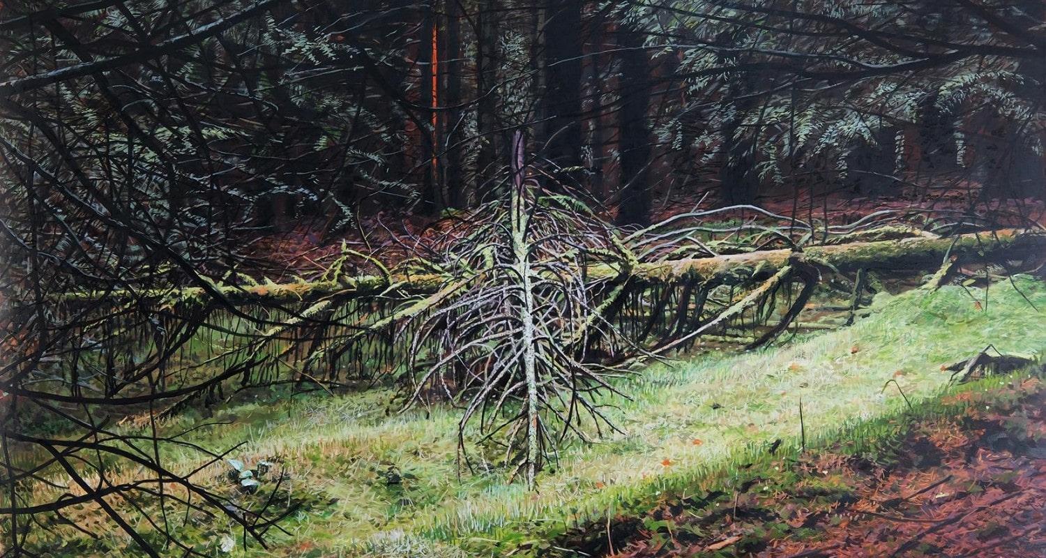 Two fallen pine trees on the forest floor