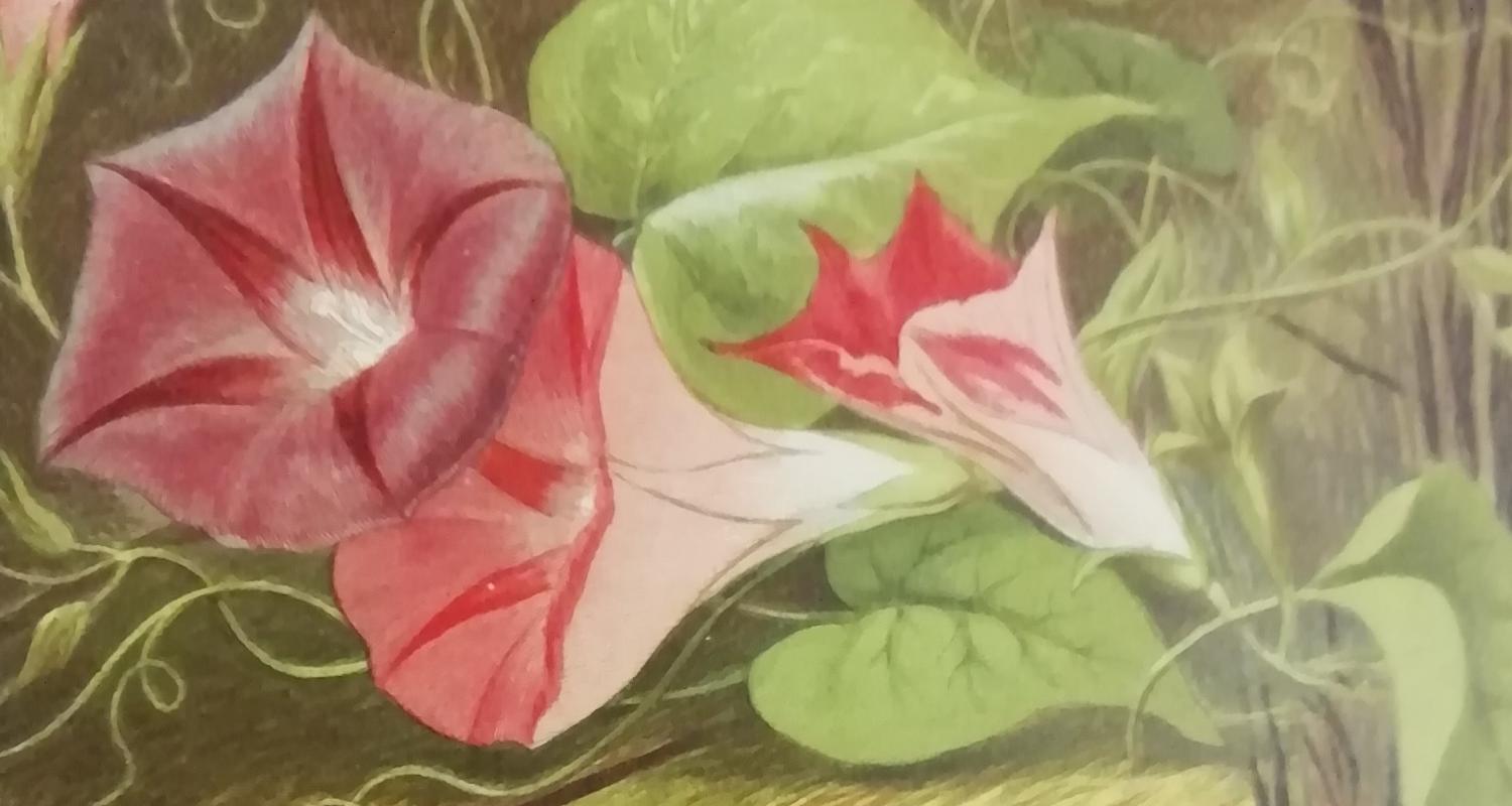 Image of flowers from 'The Story Without End', held by Museum of Childhood, Edinburgh