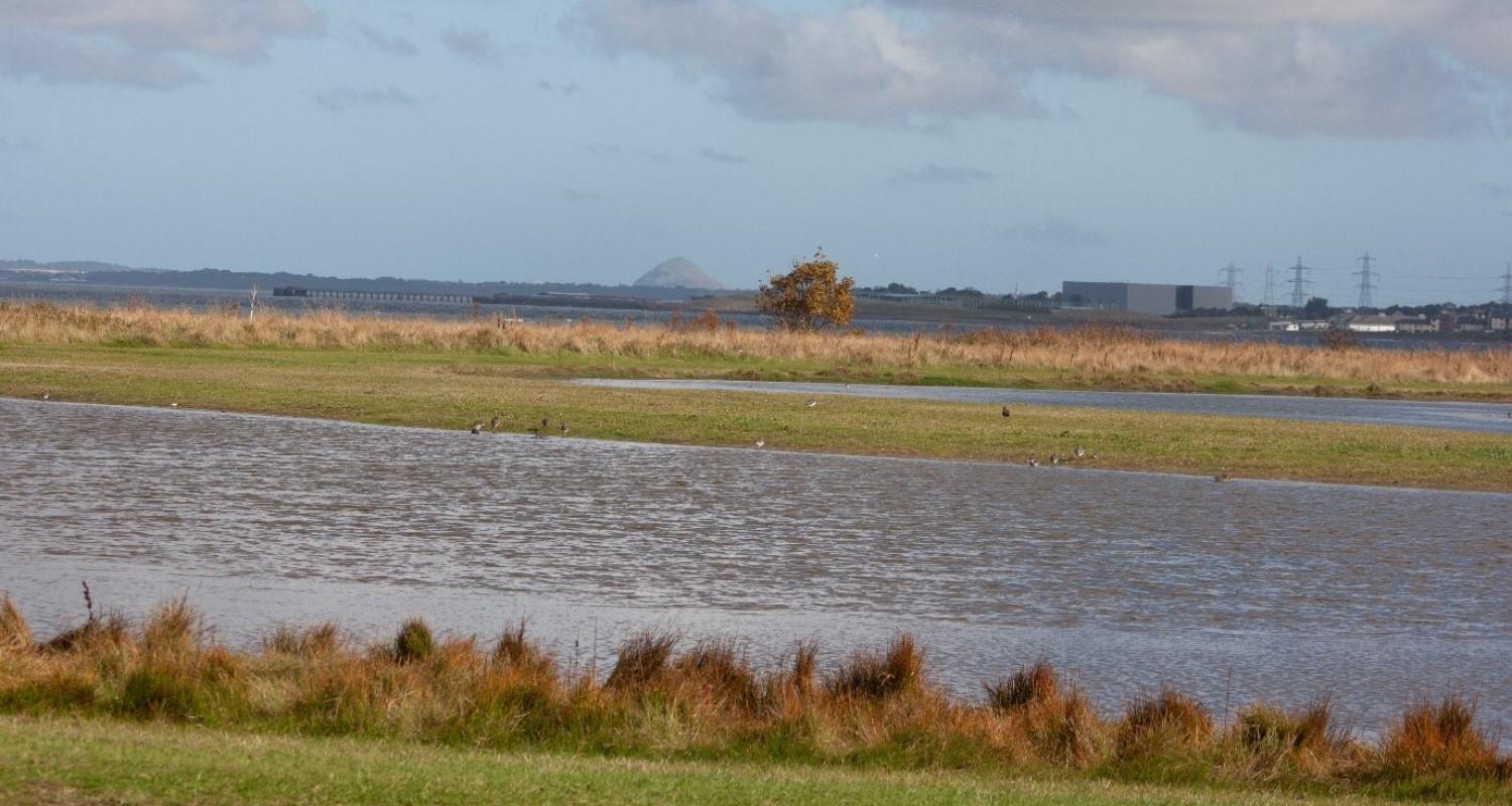 A landscape photograph showing grass, patches of water, ducks, a lone tree, buildings and pylons in the distance below a greying sky