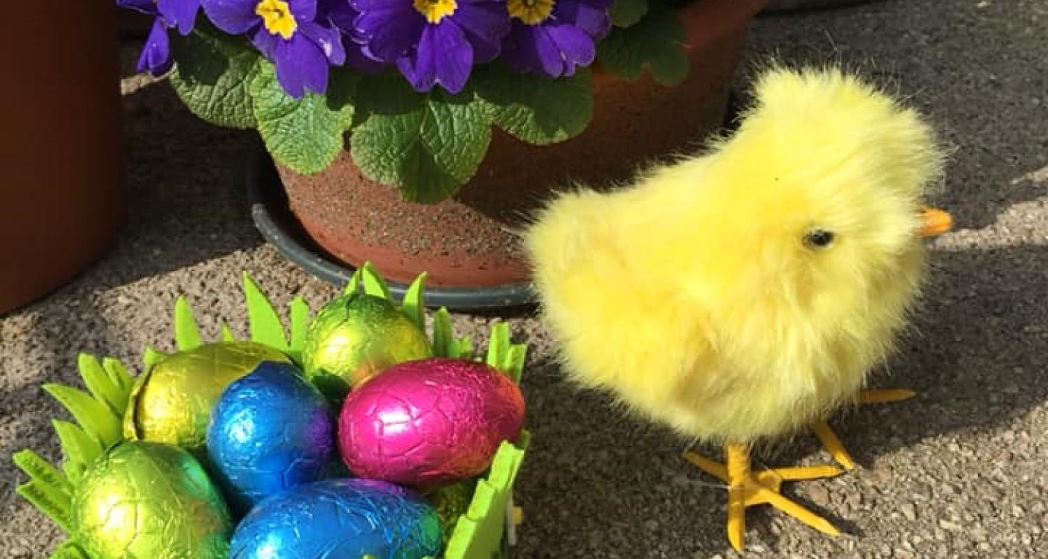 An easter chick beside a basket of chocolate eggs