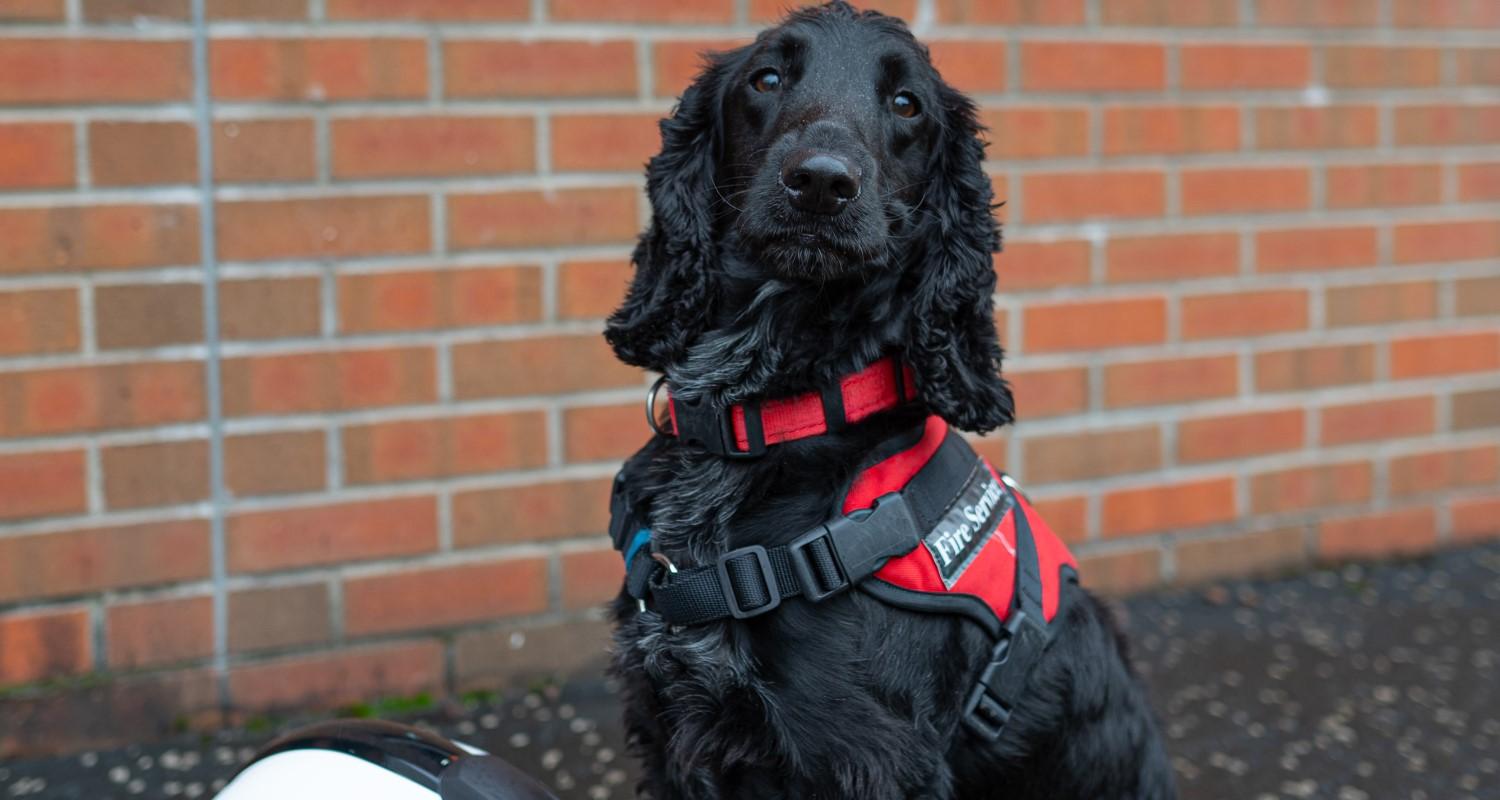 Phoenix, a black springer spaniel in his working harness