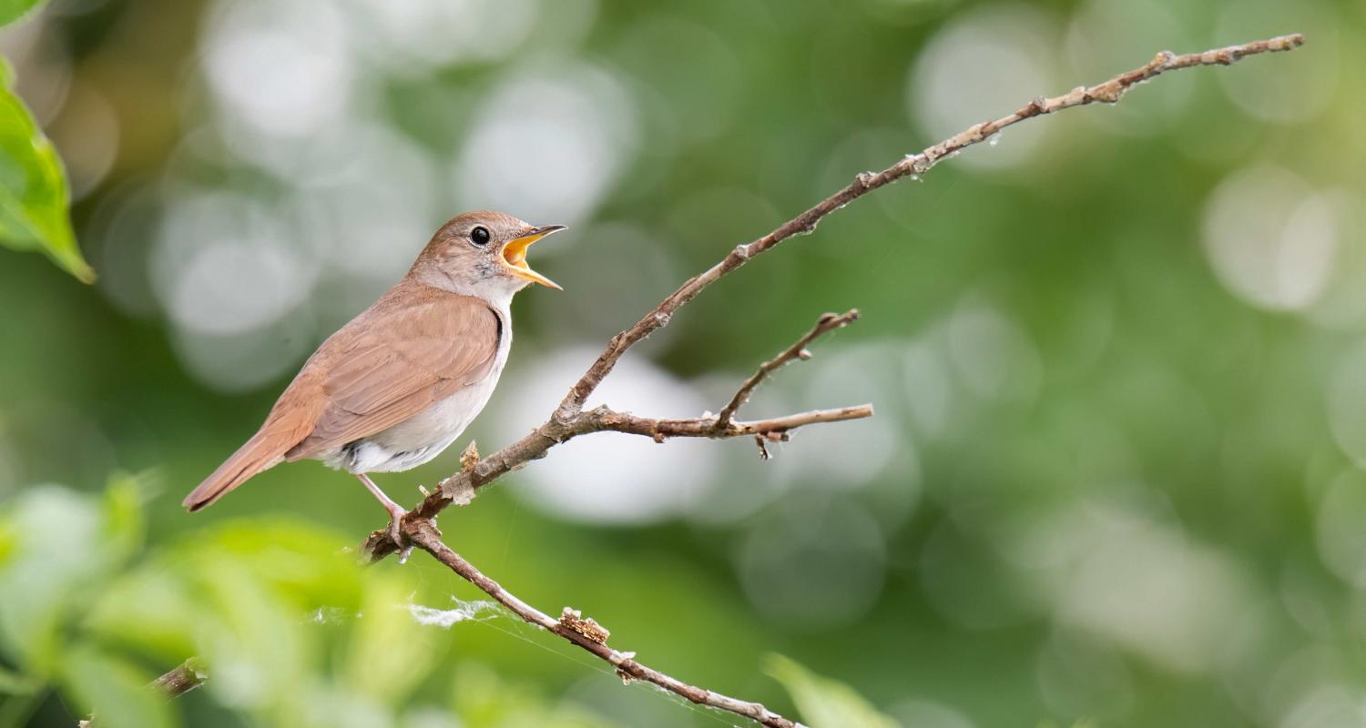 Nightingale Choir