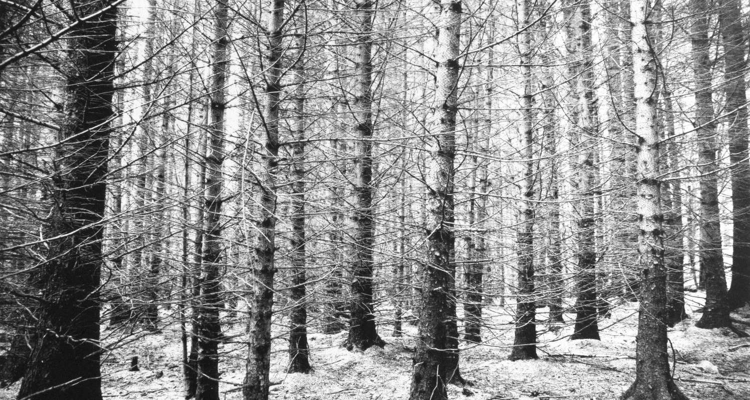Photograph of winter trees in a forest on a frosty day