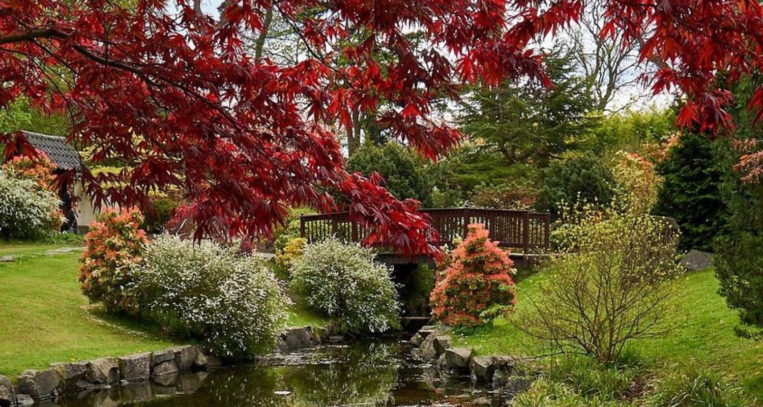 A Japanese garden with trees overhanging the bridge and stream