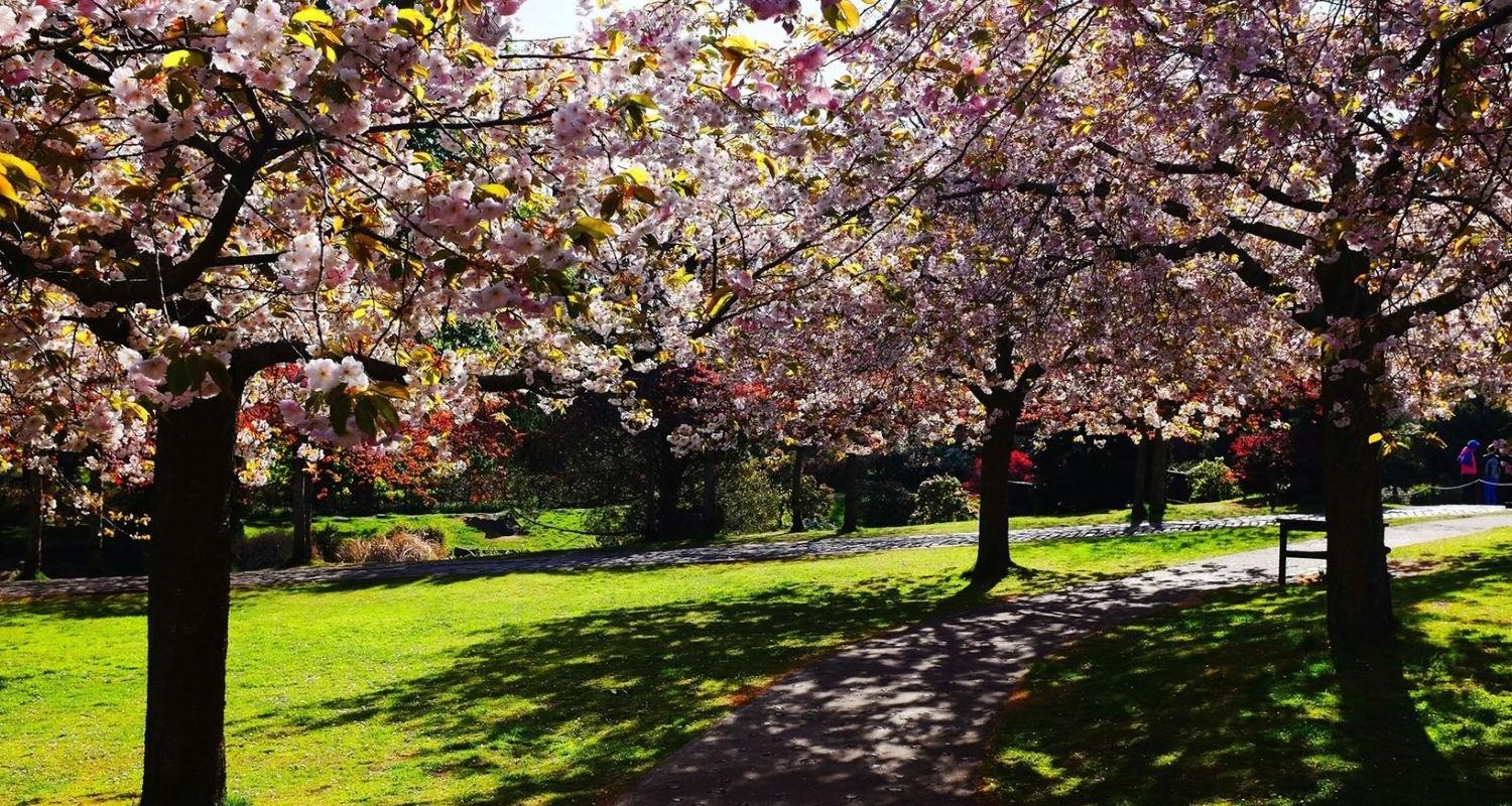 Photo of blossom trees in a garden