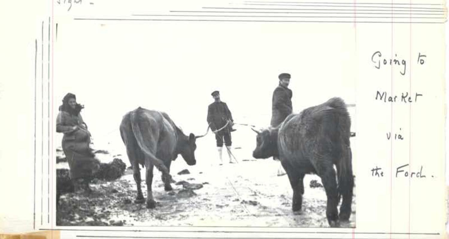 3 people and 2 cows crossing a ford - a historical photograph