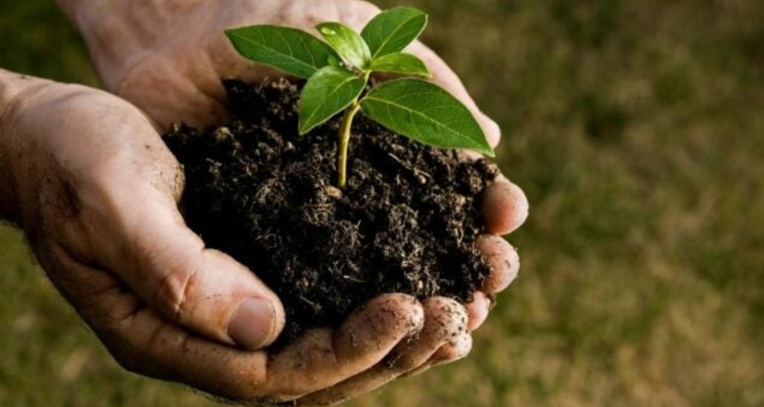 Photo of hands holding a tiny sapling tree