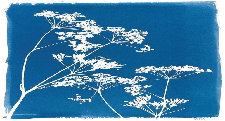 Cyanotypes