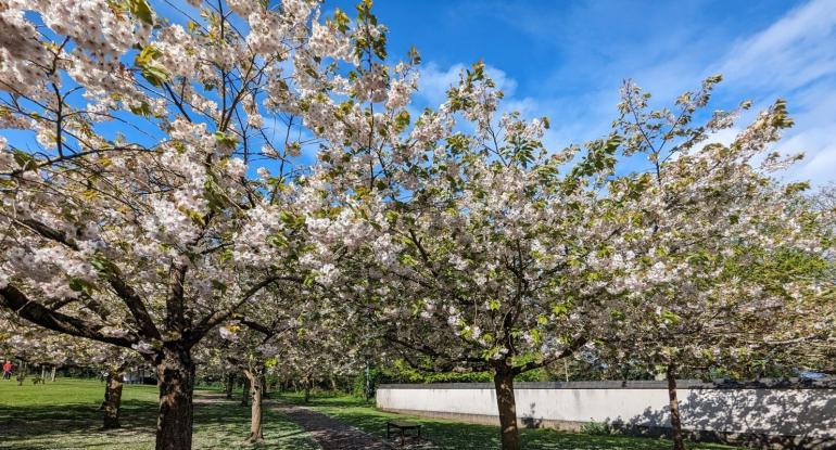 Forest bathing Cherry trees in bloom