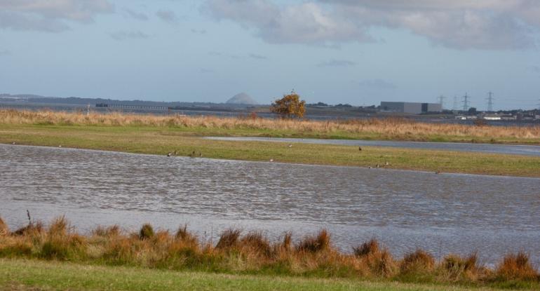 No Place Like Our Home A landscape photograph showing grass, patches of water, ducks, a lone tree, buildings and pylons in the distance below a greying sky