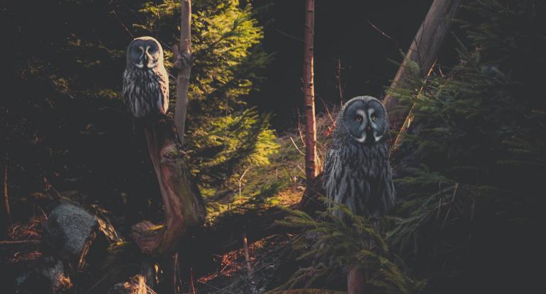 Owls of the Night Forest