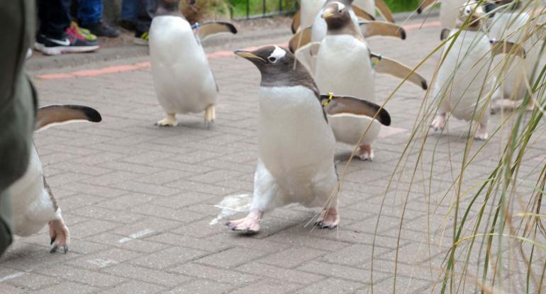 Penguins walking on parade at Edinburgh Zoo