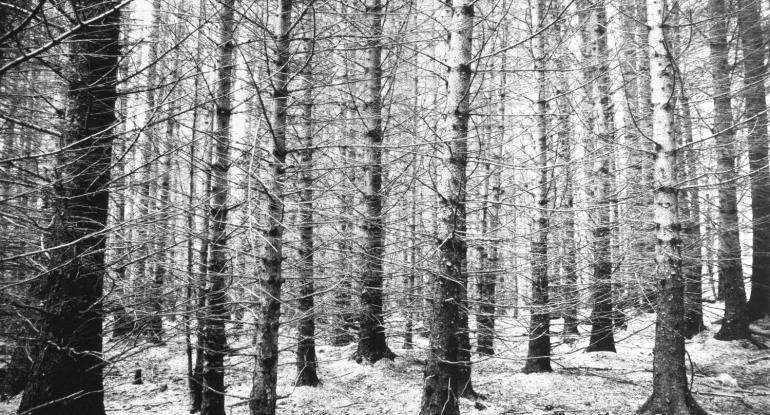 Photograph of winter trees in a forest on a frosty day