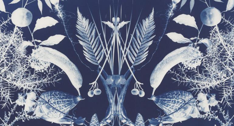 Detail of a cyanotype by artist Nicola Murray.  Nature repeating patterns.