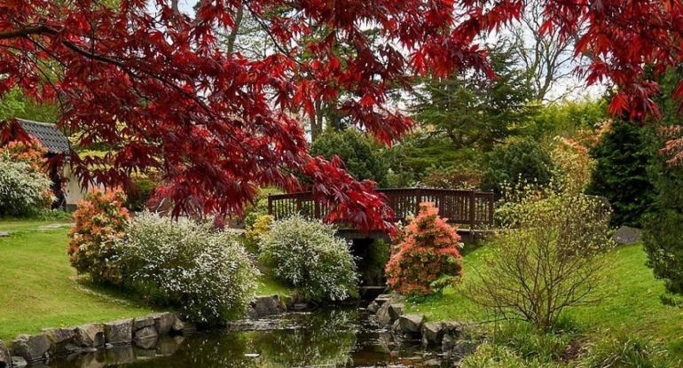 A Japanese garden with trees overhanging the bridge and stream