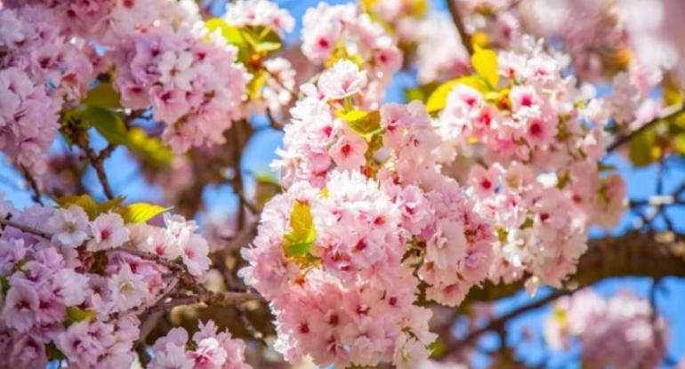 Cherry blossom against a blue sky