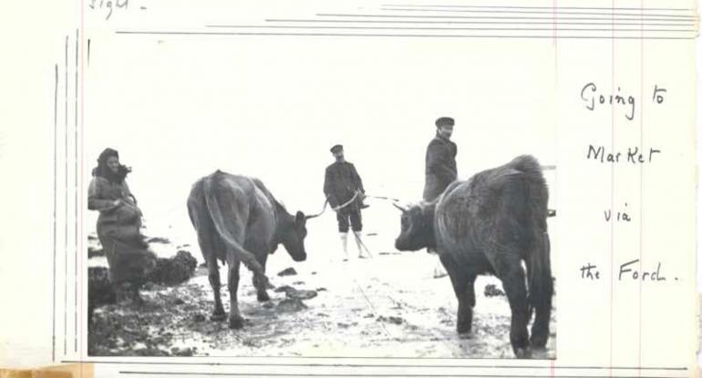 3 people and 2 cows crossing a ford - a historical photograph