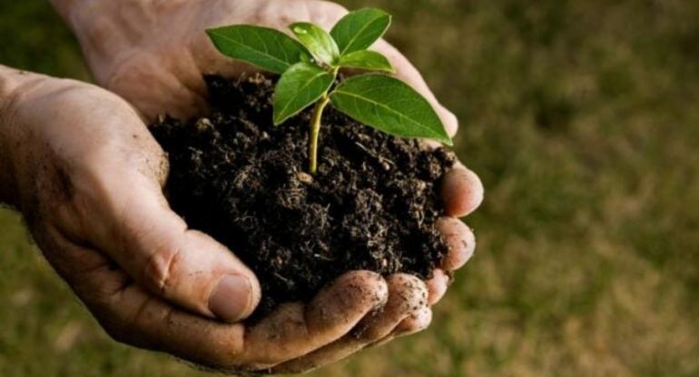 Photo of hands holding a tiny sapling tree