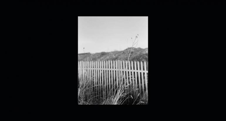 Photo of grasses by an iron fence in North Edinburgh photographed by Paul Duke. 