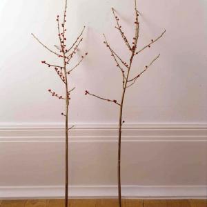 Two branches with berries on them leaning against a white wall and hardwood flooring. 