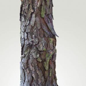 Image of a tree trunk against a white background.