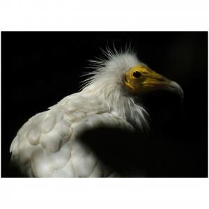 Colour photograph close-up of a vulture's head