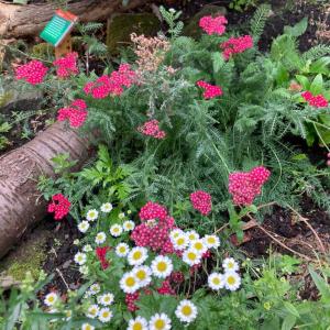 Pink and white flowers in a plant border