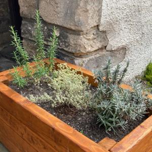 A wooden planter with a mixture of herbs growing in it